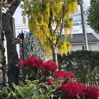 キングサリ,シャクナゲ,斑入りアマドコロ,今日のお花,今年の多年草の画像
