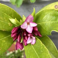 ジンチョウゲ,沈丁花,鉢植え,iPhone撮影,in札幌の画像
