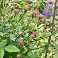 アイビーゼラニウム,シャクヤク,ミニバラ,芍薬,極小ミニバラ・みさきの画像