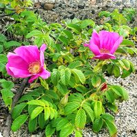 ハマナス,砂丘植物,バラ科,市の花,自然災害の無い事を願いの画像