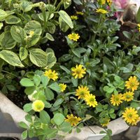 サンビタリア,クスダマツメクサ,斑入りペンタス,花のある暮らし,TODAY'S SPECIALの画像