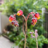 多肉植物,鉢植え,ダイソー,エケベリア属,花芽の画像