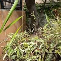 プミラ,パールアカシア,セイヨウイワナンテン,セイヨウイワナンテン,セイヨウイワナンテンの画像