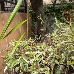 プミラ,パールアカシア,セイヨウイワナンテン,セイヨウイワナンテン,セイヨウイワナンテンの画像