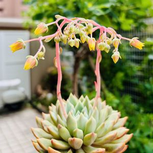 エコー,多肉植物,子株,鉢植え,エケベリア属の画像