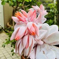 ラウィ,エケベリア ラウイ,多肉植物,鉢植え,エケベリア属の画像