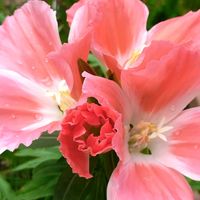 パンジー・ビオラ,ゴデチア,こぼれ種,庭の画像