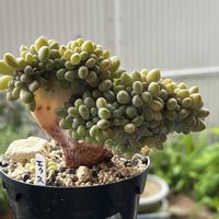 エクスパトリカ綴化,多肉植物,グラプトペタルムの画像