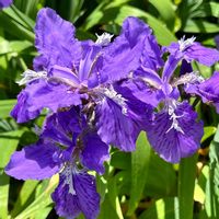 イチハツ,可憐な花,美しく青きドヨウ,明日はきっと良い日になる,2019同期の画像
