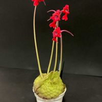 ムシトリスミレ,Pinguicula laueana,ピンギキュラ　ラウエアナ　ナロー　フラワー,ピンギキュラ　ラウエアナ　ナロー　フラワー,食虫植物の画像