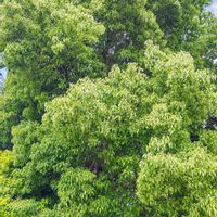クスノキ,クスノキ,楠木,楠木,クスノキの花の画像