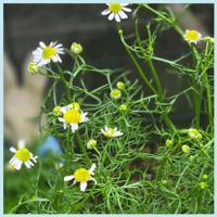 カーネーション,カモミール,モミジの花,今日のお花,繋がりに感謝✨の画像