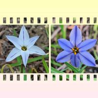 ハナニラ,ハナニラ,白い花,青い花,四十九日の画像