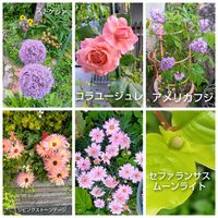 マーガレット,アメリカフジ,ミニヒマワリ,リビングストーンデージ,鉢植えの画像