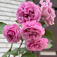薔薇,バラ シャドウ オブ ザ ムーン,紫の花,花のある暮らし,おうち園芸の画像