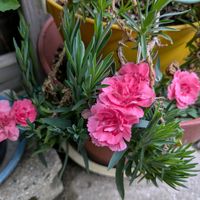 玄関アプローチの画像