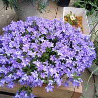 ベルフラワー,花のある暮らし,お花大好き♡,テラスの画像