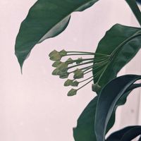 ホヤ ムルチフローラ 天の川 彦星,ホヤ ムルチフローラ 天の川 彦星,多肉植物,観葉植物,植え替えの画像