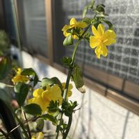 カーネーション,ジャスミン,オオバイソケイ？,地植え,植木鉢の画像