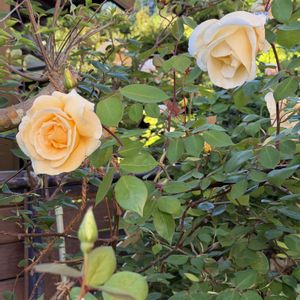 ばら バラ 薔薇,フェンス,庭の画像