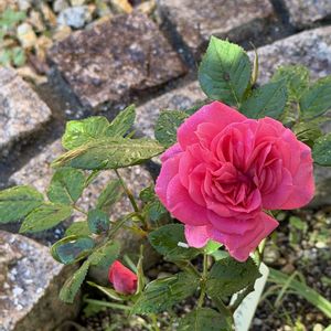 母の日プレゼント,ばら バラ 薔薇,庭の画像