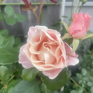 ダフネ,バラ 鉢植え,ロサオリエンティス,玄関アプローチの画像