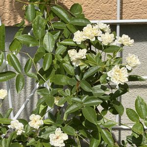 ばら バラ 薔薇,フェンス,庭の画像