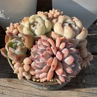 姫秀麗,モーサン,モーサン,多肉植物,多肉寄せ植えの画像