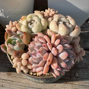 姫秀麗,モーサン,モーサン,多肉植物,多肉寄せ植えの画像