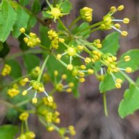サンショウ,サンショウ,山椒の花,自生の画像
