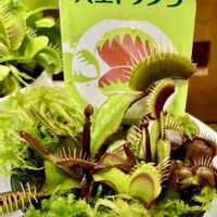 ハエトリソウ,食虫植物,庭の画像