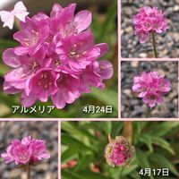 アルメリア,可愛い,お気に入り♡,可愛らしい,庭の鉢植えの画像