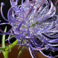 タマシャジン,黒花タマシャジン,ベランダガーデン,初夏の訪れ,春の終わりの画像