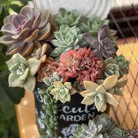多肉植物いろいろ,手作りリメ鉢リメ缶,チームむつ,バラと夢CLUB,ポジティ部 ♡の画像