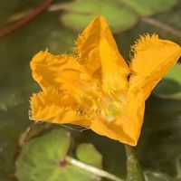アサザ,アサザ,アサザ,開花,可愛いの画像
