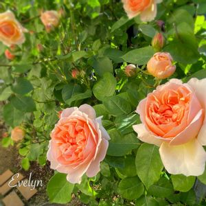 エブリン,地植え,開花,庭の花,イングリッシュ・ローズの画像