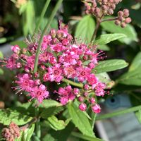 シモツケ ,シモツケ ,シモツケ ,開花,可愛いの画像