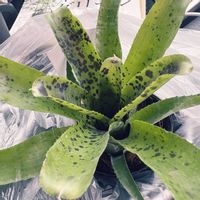 ネオレゲリア パウシフローラ,観葉植物,出窓,ブロメリア,ネオレゲリアの画像