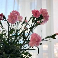 カーネーション,お花,お花大好き♡,今日のお花の画像