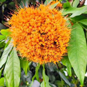 植物園,温室,季節の花,東京,花のある暮らしの画像