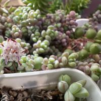 アサガオ,グリーンネックレス,虹の玉,パープルヘイズ,碧魚連の画像
