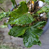 ツワブキ,鉢植え,山野草,花のある暮らし,とにかくGS 楽しもう！の画像