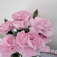 カーネーション,プルモナリア,ミニドラゴンフルーツ,エピフィラム  ミニドラゴンフルーツ,我が家の花壇の画像