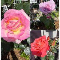 子持ち蓮華,子持ち蓮華錦,バラ カトリーヌ・ドゥヌーヴ,ドゥモナコの画像