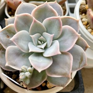 シンフォロサナム,セダム シンフォロサヌム,多肉植物,セダム属,多肉中毒の画像