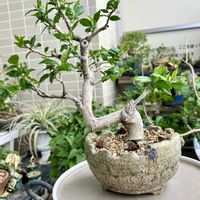 ハイビスカス,鉢植え,ベランダの画像