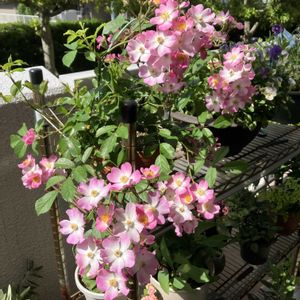 バラ,鉢植え,バラ 鉢植え,ひなあられ,バラのある暮らしの画像