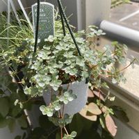 ピレア グラウカ,お気に入りのぶら下がり植物,ベランダの画像