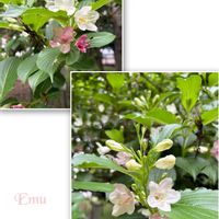 マユミ,マユミ,大根,カブ,黄菖蒲の画像
