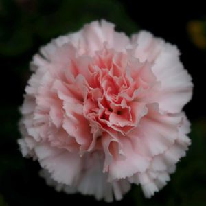 カーネーション,切り花,母の日,今日のお花,写真の画像
